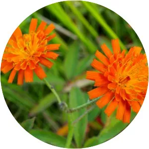 Fox-and-cubs
