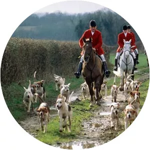 Fox hunting