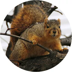 Fox squirrel