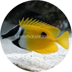Foxface rabbitfish