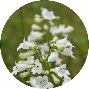 Foxglove beardtongue - Plants