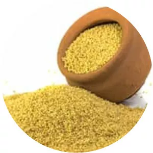Foxtail millet