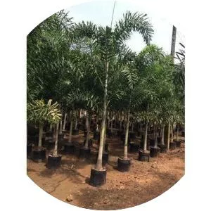 Foxtail palm - Plants