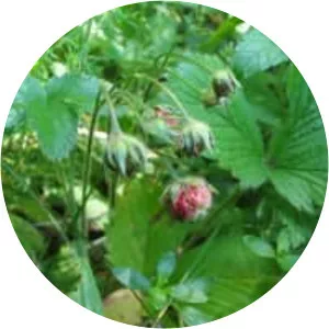Fragaria viridis
