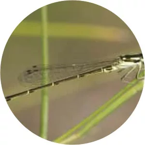 Fragile forktail