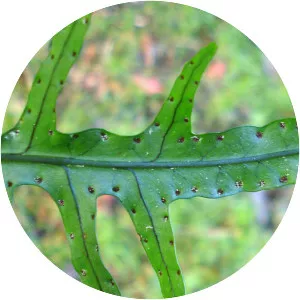Fragrant fern - Plants