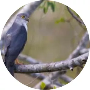 Frances's sparrowhawk