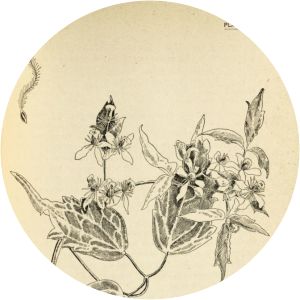 Frances Theodora Parsons