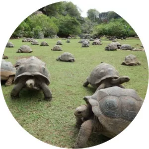 François Leguat Giant Tortoise and Cave Reserve