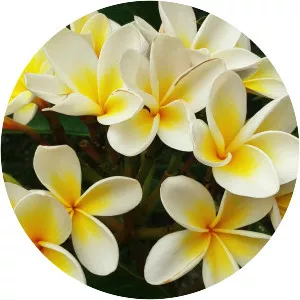 Frangipani