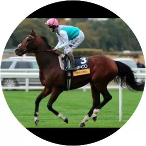 Frankel - Horse