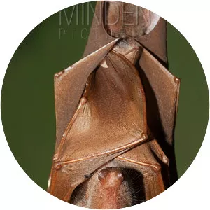Franquet's epauletted fruit bat