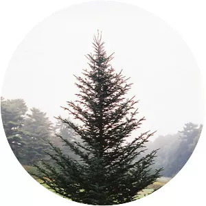 Fraser fir