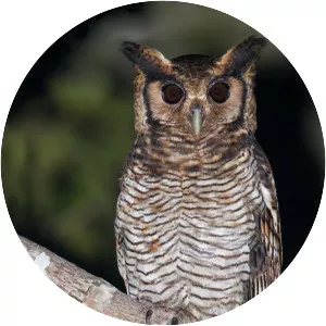 Fraser's eagle-owl - Bird