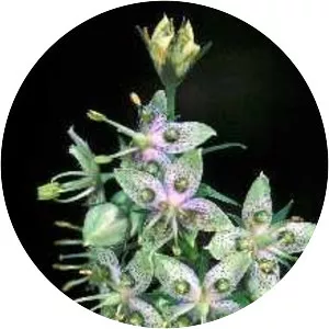 Frasera caroliniensis - 