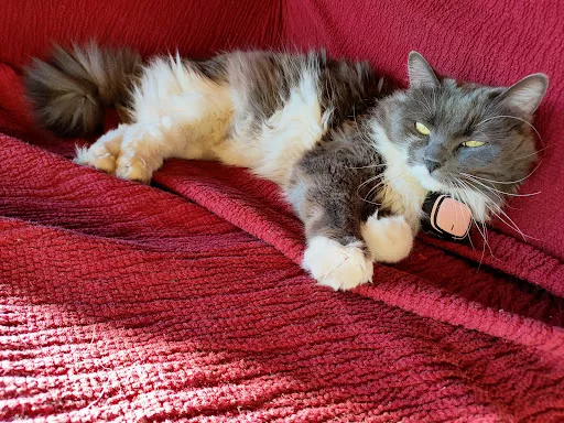 Fratelli di Zampa - Collegno - Veterinarian in Savonera, Italy