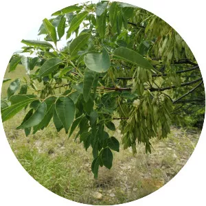 Fraxinus albicans