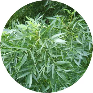 Fraxinus angustifolia