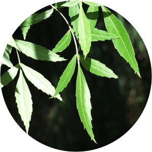 Fraxinus angustifolia subsp. syriaca