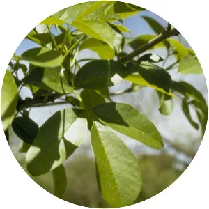 Fraxinus berlandieriana