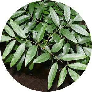 Fraxinus caroliniana - Plants