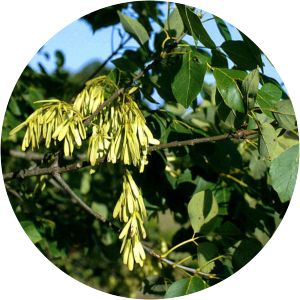 Fraxinus papillosa - 