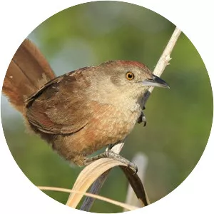 Freckle-breasted thornbird