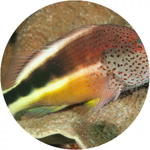 Freckled hawkfish