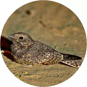 Freckled nightjar
