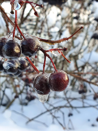 Fredriksstad Roklub - Rowing club in Fredrikstad, Norway