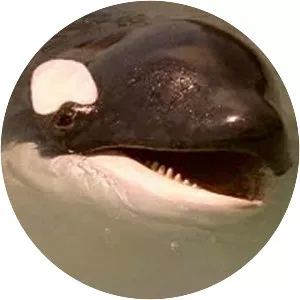 Free Willy: Escape from Pirate's Cove - 2010 ‧ Coming of age/Drama ‧ 1h 41m