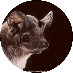 Freetailed bats