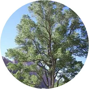 Fremont cottonwood - Plants