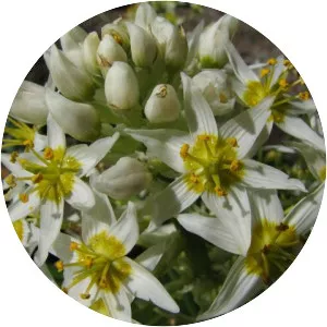 Fremont's deathcamas