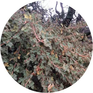 Fremontodendron decumbens