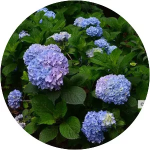 French hydrangea