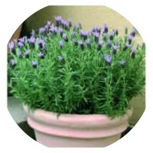 French lavender - Plants