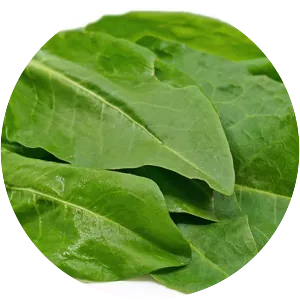French sorrel