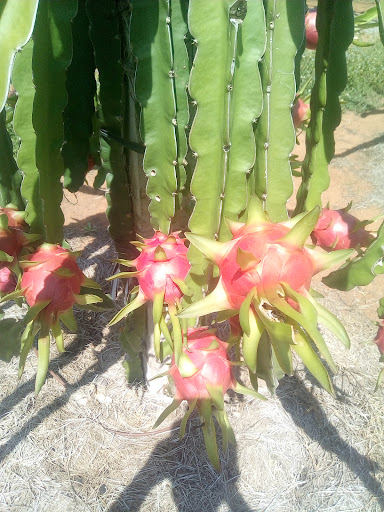 Freshfruit Farm's Packing house - Fruits wholesaler in Vietnam