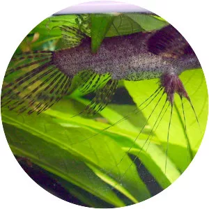 Freshwater butterflyfish