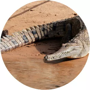 Freshwater crocodile