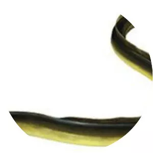 Freshwater Eels - Fish