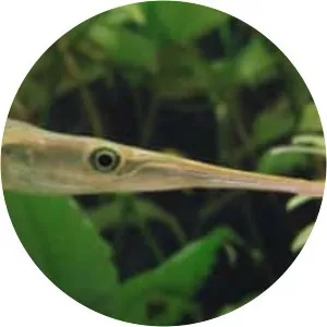 Freshwater garfish (Xenentodon cancila)