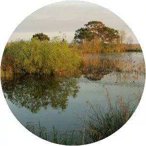 Freshwater marsh - 