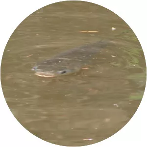 Freshwater mullet - Fish