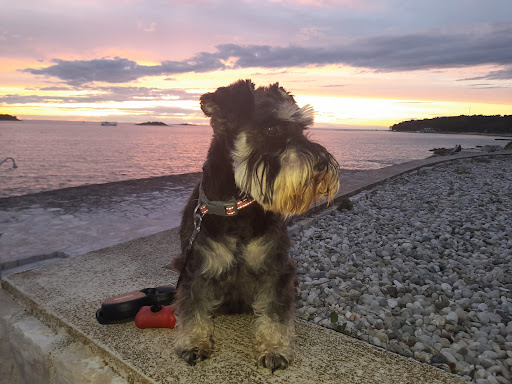 Fressnapf Vomp - Pet supply store in Vomp, Austria