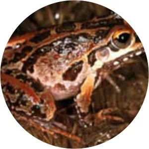 Freycinet's frog