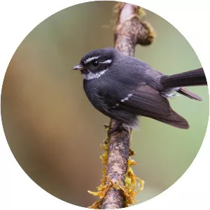 Friendly fantail - Bird