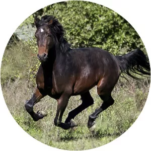 Friesian horse