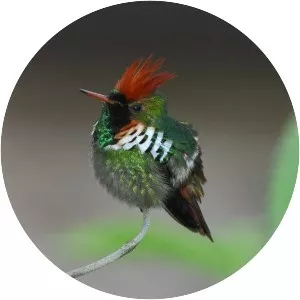 Frilled coquette